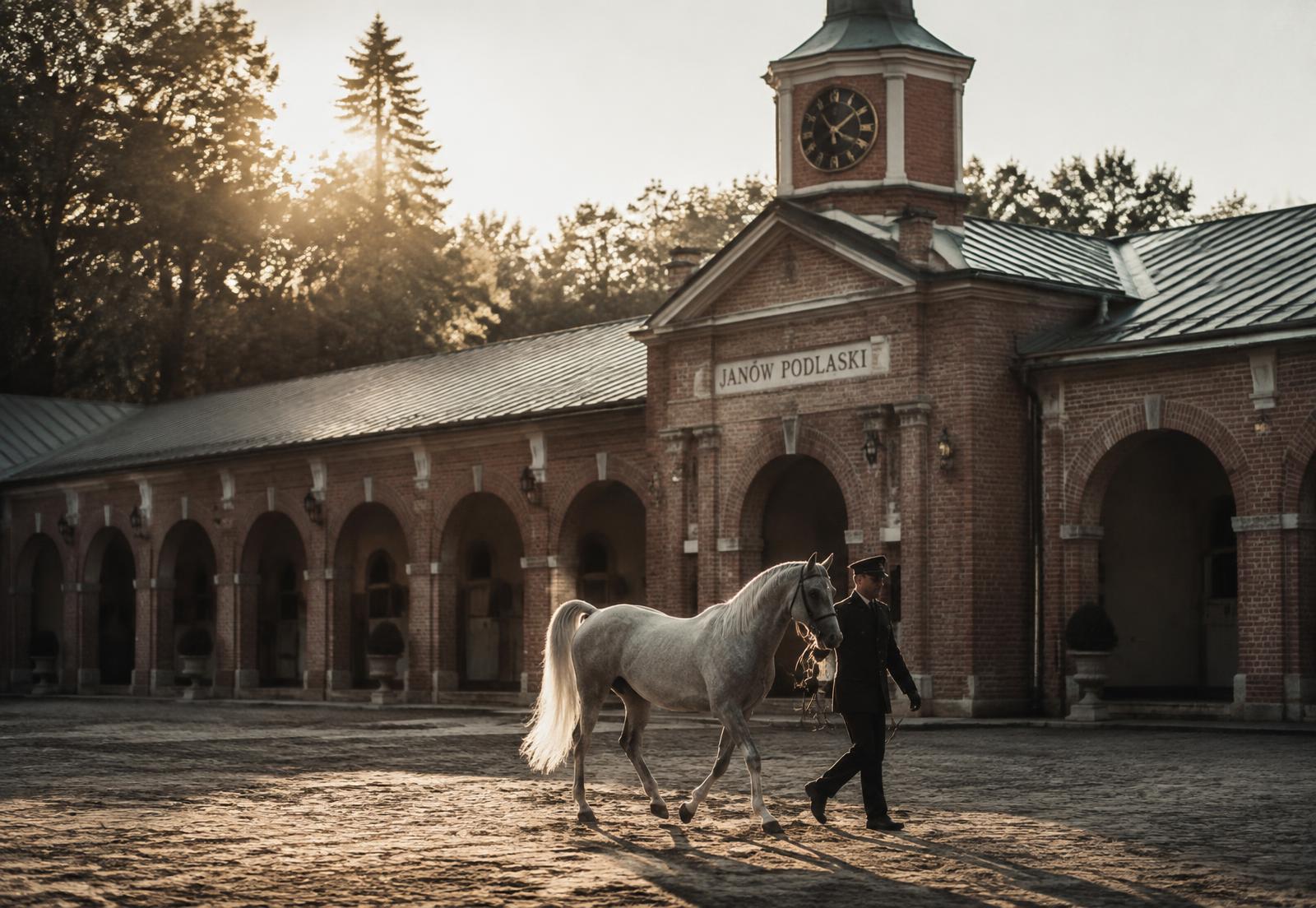 Editorial photograph of a grey Arabian mare in a historic stud courtyard