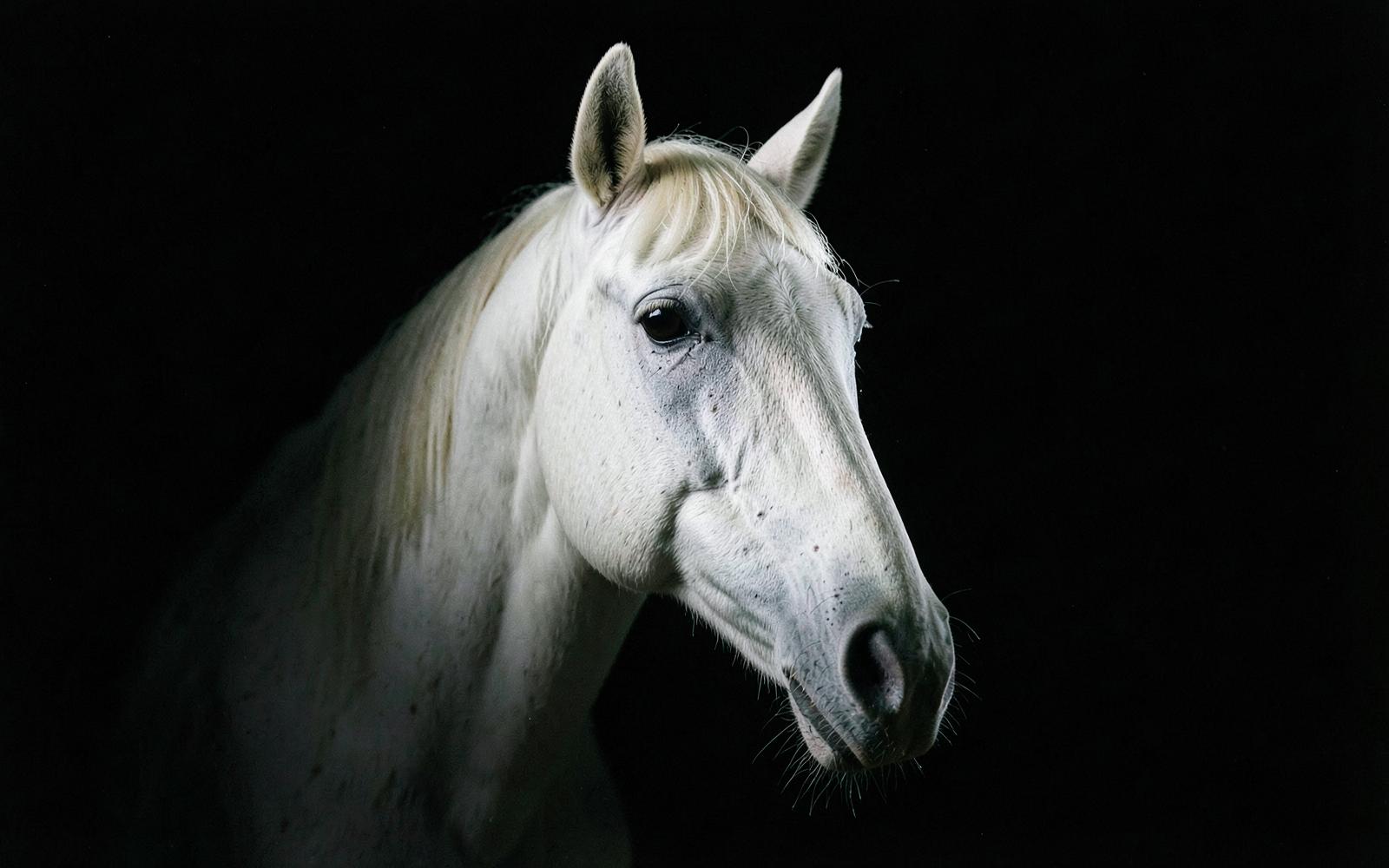 Editorial photograph of a show jumper in an indoor arena