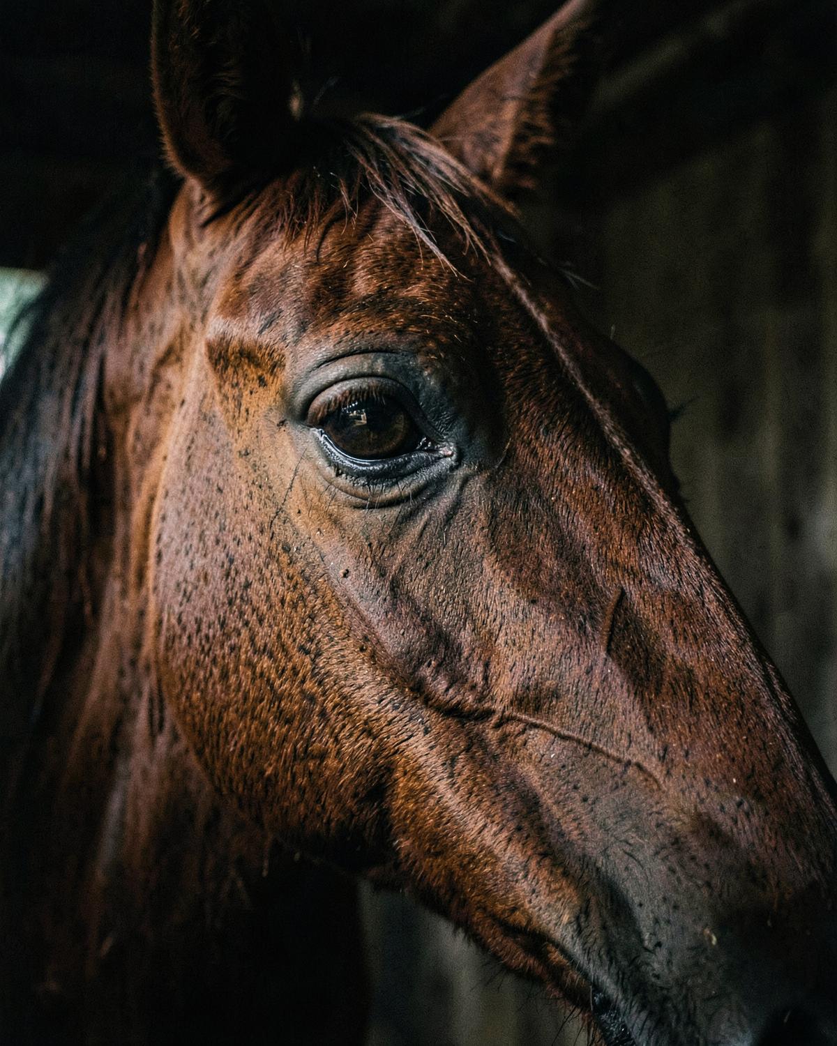 Editorial photograph of a young sport horse presented in hand